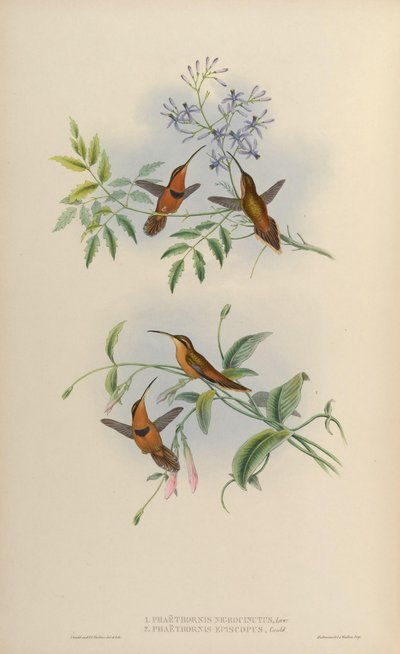 Phaethornis nigricinctus = Phaethornis ruber nigricinctus - John Gould